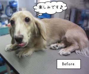 MDのゆめちゃんカット前