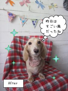 MDのゆめちゃん施術後