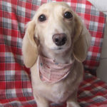 ゆめちゃんアイキャッチ