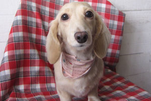 ゆめちゃんアイキャッチ