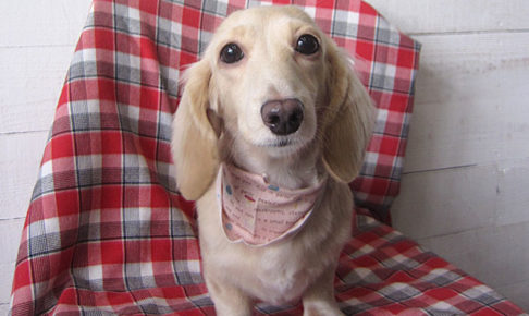 ゆめちゃんアイキャッチ