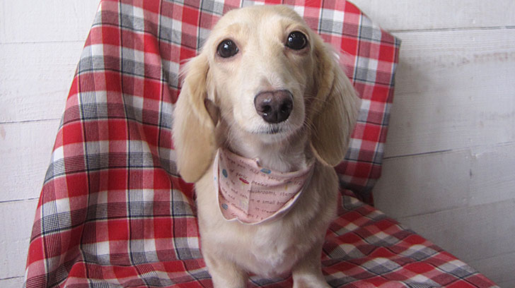 ゆめちゃんアイキャッチ