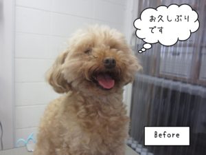 TPのバニラちゃんカット前