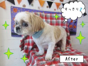 SZの美らちゃん仕上がり