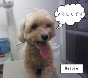 MIXのりくちゃんカット前