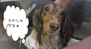 シャンプーダックス