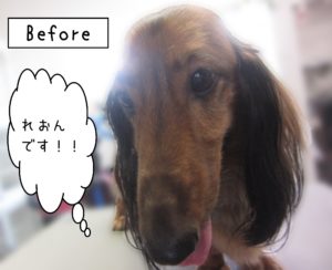 よろしくダックス