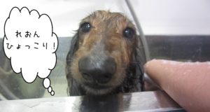 シャンプーダックス