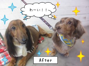 仕上がりダックス