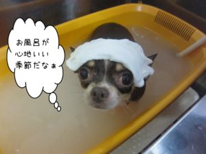 お風呂チワワ