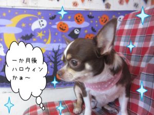 仕上がりチワワ