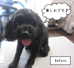 MIXのナッシュちゃんカット前