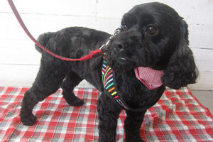 ナッシュちゃんアイキャッチ