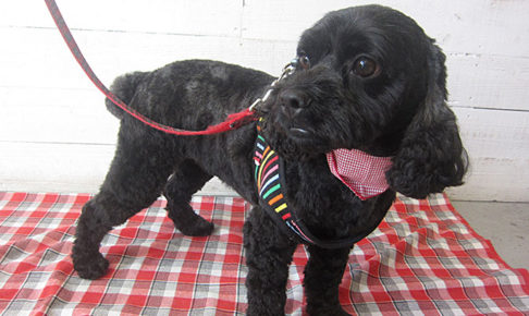 ナッシュちゃんアイキャッチ