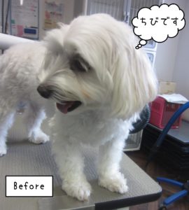 MTのちびちゃんカット前