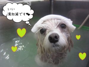 MTのちびちゃんスパ中