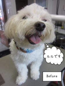 MPのルルちゃんカット前