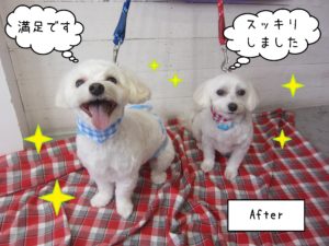 ちびちゃんルルちゃん施術後