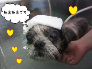 SZのシュガーちゃんスパ中