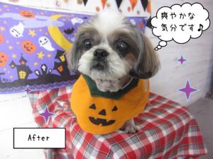 SZのシュガーちゃん施術後