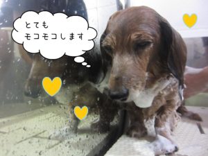 MDのランちゃんシャンプー中