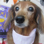 ランちゃんアイキャッチ