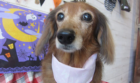 ランちゃんアイキャッチ