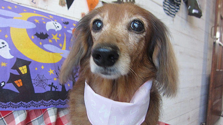 ランちゃんアイキャッチ