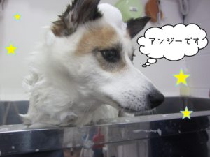 MIXのアンジーちゃんシャンプー中
