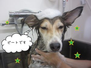 MIXのピートちゃんシャンプー中
