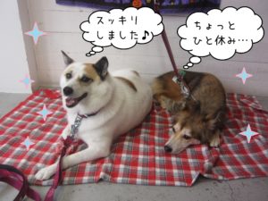 MIXのアンジーちゃんピートちゃん施術後