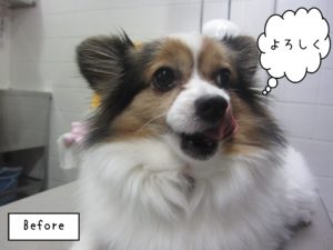 PPのメルちゃんカット前