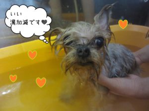 YKのあずきちゃんスパ中