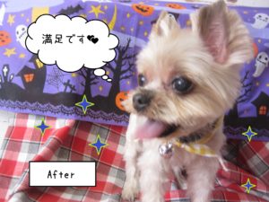 YKのあずきちゃん施術後