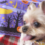 あずきちゃんアイキャッチ