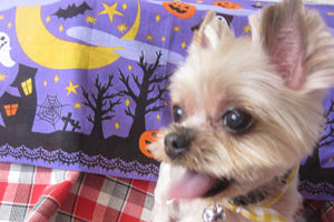 あずきちゃんアイキャッチ