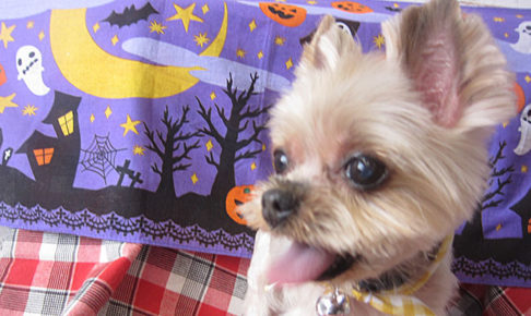 あずきちゃんアイキャッチ