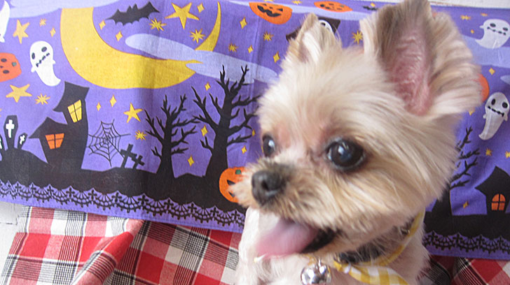 あずきちゃんアイキャッチ