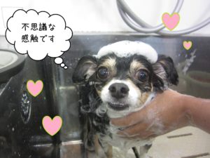 MIXのマグちゃんシャンプー中
