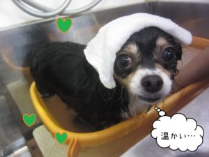 MIXのマグちゃんスパ中