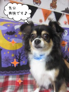 MIXのマグちゃん施術後