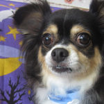 マグちゃんアイキャッチ