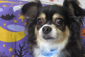 マグちゃんアイキャッチ