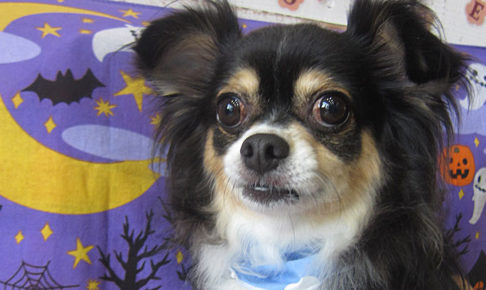 マグちゃんアイキャッチ