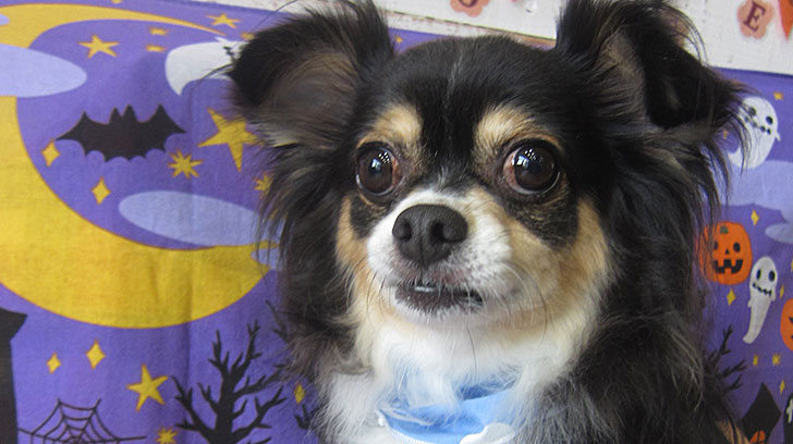 マグちゃんアイキャッチ