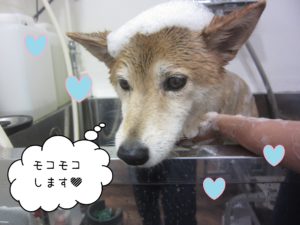 MIXのリーちゃんシャンプー中