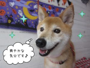 MIXのリーちゃん施術後