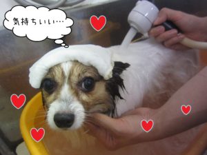 PPのメルちゃんスパ中