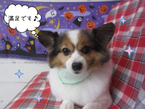 PPのメルちゃん施術後