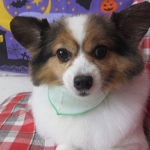 メルちゃんアイキャッチ